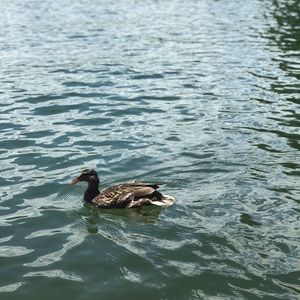 Meet your Posher, Ellen